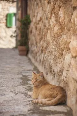 Katze auf Mallorca